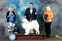 Samoyed #7 Sat G1 Judge Debra Thornton