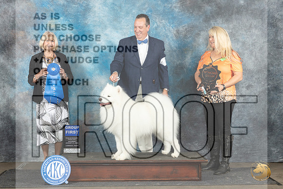 Samoyed #7 Sat G1 Judge Debra Thornton__JP_3665_Lubbock_2024_HR3