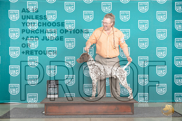 German Shorthaired Poinnter #474 Fri BMBOW Judge Tracie Karsjens__JP_1563_Premier_2024_HR3