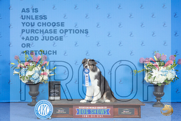 Australian Shepherd # FRI NT AKCT Judge __JP_9105_Houston_2024_HR3