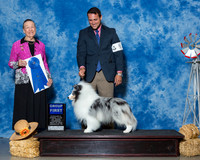 Shetland Sheepdogs #5 Thrs G1 Sirdofsky Deborah Tyler Crady Judge Mrs Patricia A Hess