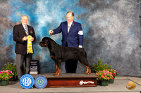 Rottweiler #9 Fri G3 Judge David Bolus