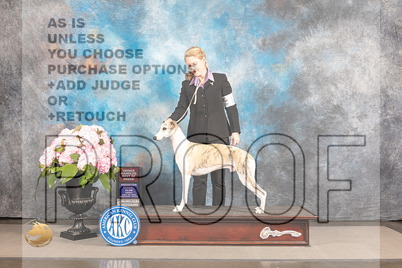 Whippet #11 Sat OHBOB Judge Jeff Bazell r_MJ_6938_Houston_2022_HR3