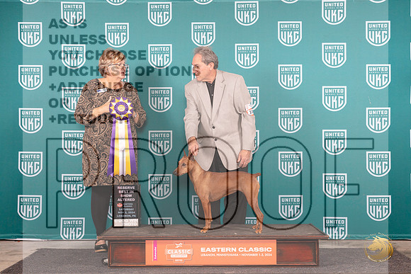 German Pinscher #101 Sat ARBIS Judge Kathy Russell__JP_2182_UKCEastern_2024_HR3
