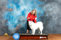 American Eskimo Michelle 2 Fri