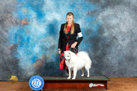 American Eskimo Michelle Fri