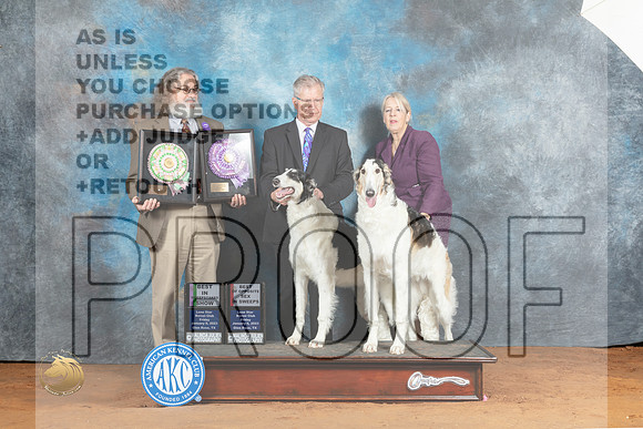 Borzoi #10 Fri BVetAOM Judge Jon Steele Judge John Sazy_MJ_4758_NRKC2023_HR3