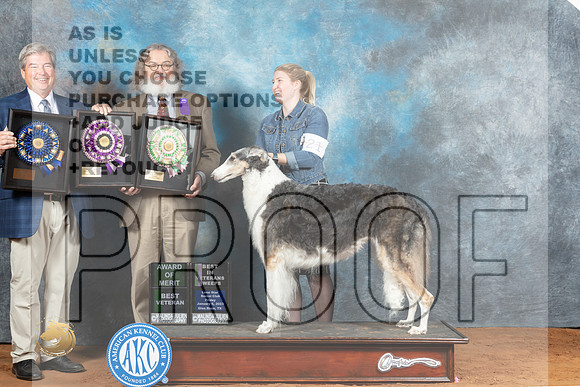 Borzoi #10 Fri BVetAOM Judge Jon Steele Judge John Sazy_MJ_4753_NRKC2023_HR3