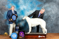 Borzoi #14 Fri BOWWB Judge Jon Steele