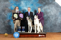 Borzoi #19 &24 BISSweeps RWD Judge Jon Steele Judge John Sazy
