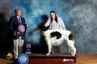 Borzoi #8 Fri RWB Judge Jon Steele
