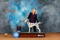 Dalmatian #14 Fri BOS Judge Deborah Barrett