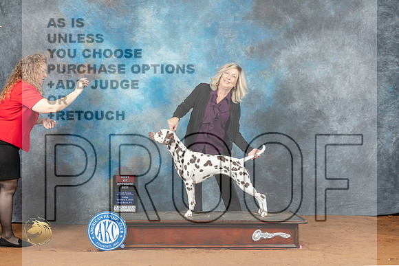 Dalmatian #14 Fri BOS Judge Deborah Barrett_MJ_4862_NRKC2023_HR3