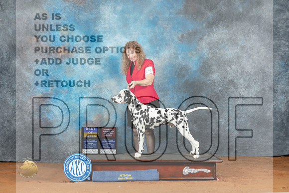 Dalmatian #19 BOB Judge Deborah Barrett_MJ_4873_NRKC2023_HR3