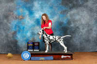 Dalmatian #19 BOB Judge Deborah Barrett