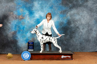 Dalmatian #7 Fri BOW Judge Deborah Barrett