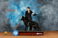 German Shepherd Dog Rachael Rhodes 1