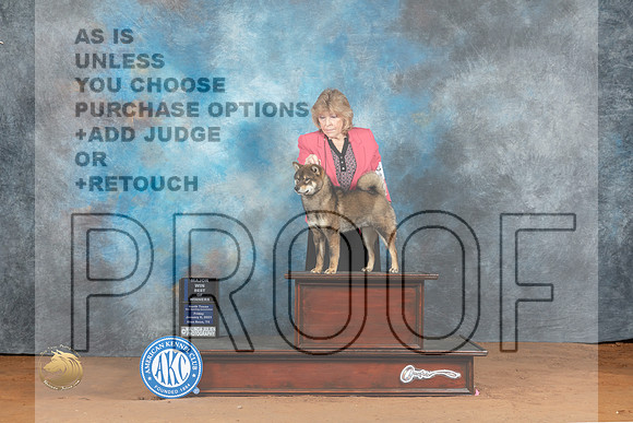 Shih Tzu #11 Fri BOWM Judge Deborah Barrett_MJ_4889_NRKC2023_HR3
