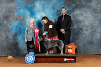 Australian Cattle Dog #16 Fri BOS Judge Deborah Verdon