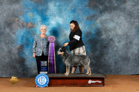 Australian Cattle Dog #31 Fri BOB Judge Deborah Verdon
