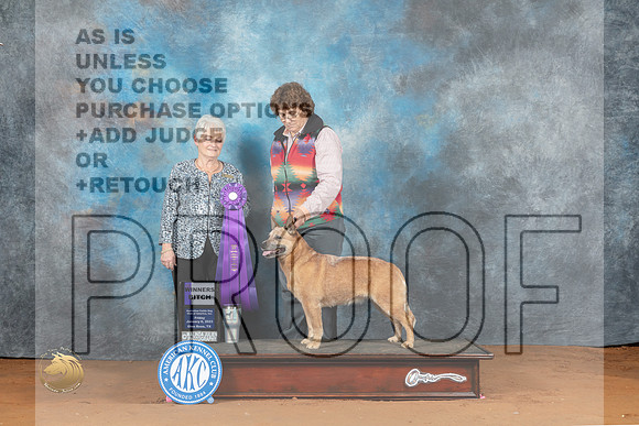 Australian Cattle Dog #34 Fri WB Judge Deborah Verdon_MJ_5100_NRKC2023_HR3
