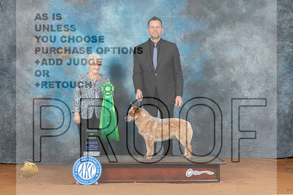 Australian Cattle Dog #35 Fri AOM Judge Deborah Verdon_MJ_5088_NRKC2023_HR3