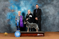 Australian Cattle Dog #37 Fri BOW Judge Deborah Verdon
