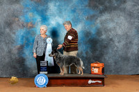 Australian Cattle Dog #7 Fri SD Judge Deborah Verdon