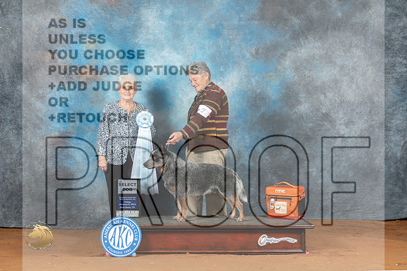Australian Cattle Dog #7 Fri SD Judge Deborah Verdon_MJ_5108_NRKC2023_HR3