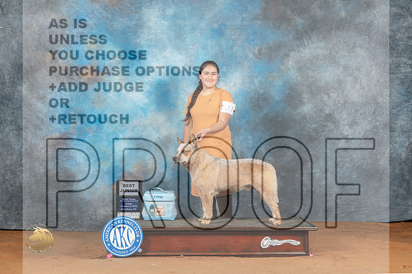 Australian Cattle Dog #J7 Fri BJr Judge Deborah Verdon_MJ_5046_NRKC2023_HR3