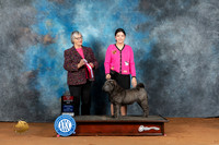 Chinese Shar Pei #16 Fri BOS Judge Deborah Barrett