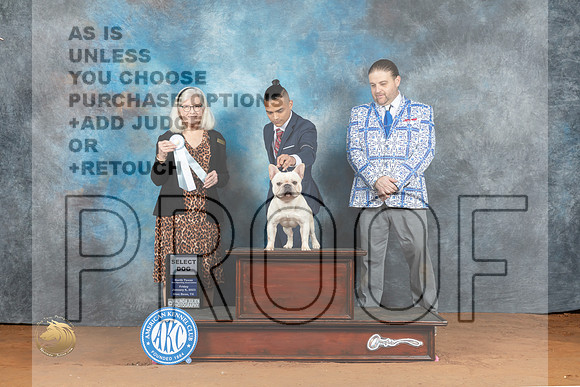 French Bulldog #51 Fri SD Judge Molly Martin_MJ_4931_NRKC2023_HR3