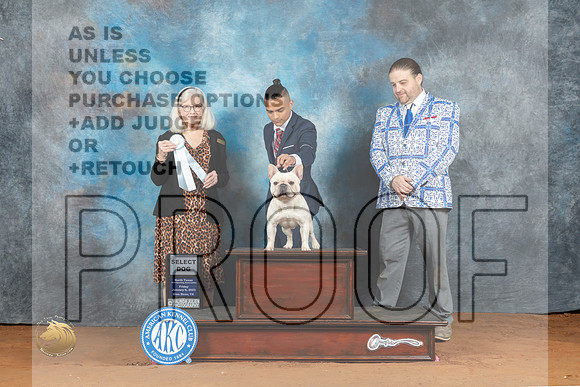 French Bulldog #51 Fri SD Judge Molly Martin_MJ_4932_NRKC2023_HR3
