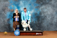 Poodle Miniature #11 Fri BOV Judge Molly Martin