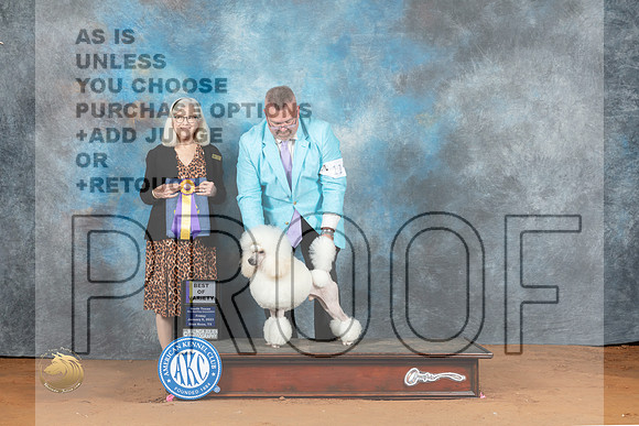 Poodle Miniature #11 Fri BOV Judge Molly Martin_MJ_5028_NRKC2023_HR3