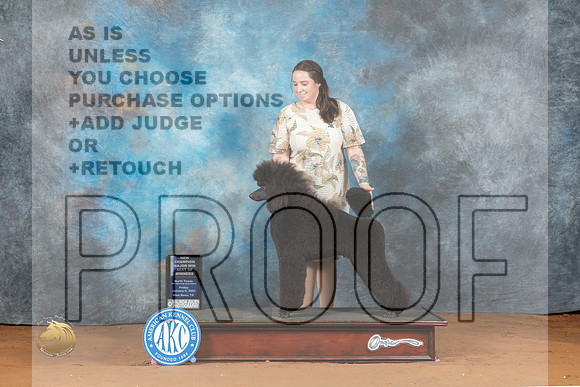 Poodle Std #12 Fri BOW Ch Judge Molly Martin_MJ_5124_NRKC2023_HR3
