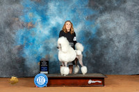 Poodle Std #14 Fri SBBrnzGCh Judge Molly Martin