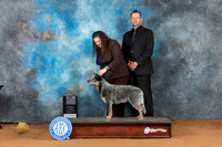 Australian Cattle Dog #37 Sat WDBOW Judge Steve Keating