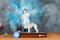 Bedlington Terrier #J402 Sat RBJr Judge Judy Wade