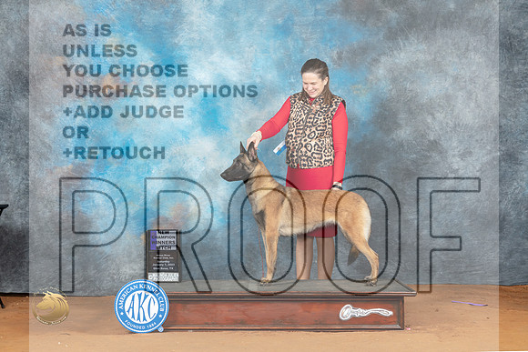 Belgian Malinois #18 Sat WBCh Judge Victoria Jordan_MJ_5643_NRKC2023_HR3