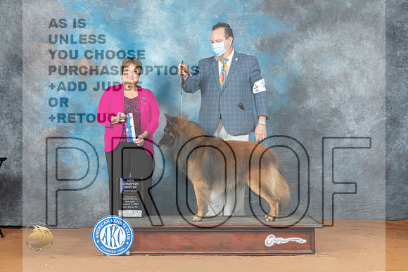 Belgian Tervuren #7 Sat BOWCh Judge Victoria Jordan_MJ_5730_NRKC2023_HR3