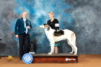Borzoi #19 Sat BOW Judge Lori Nelson