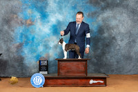 Boston Terrier #6 Sat BOWM Judge Rodney Merry