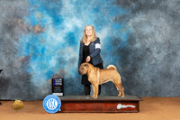 Chinese Shar Pei #20 Sat WBCh Judge Rodney Merry