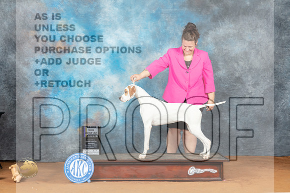 English Pointer #12 Sat BOBM Judge Sonny Ambrosio_MJ_5626_NRKC2023_HR3