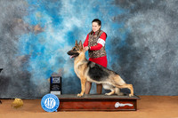 German Shepherd Dog #26 Sat BOWM Judge Steve Keating