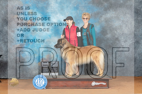 Leonberger #16 Sat SDGCh Judge John Lucas_MJ_5470_NRKC2023_HR3