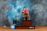 New Shiba Inu #11 Fri BOWM Judge Deborah Barrett