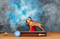 Vizsla #8 Sat WBM Judge Ted Eubank