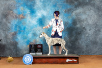 Whippet #7 Sat BOWOHBOB Judge Ronald Horn